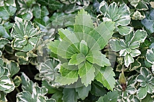 Japanese Pachysandra terminalis Variegata, leaf wreath photo